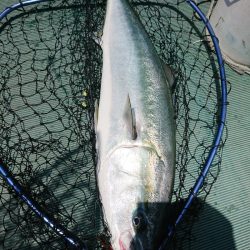 鷹王丸 釣果