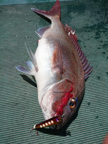 鷹王丸 釣果