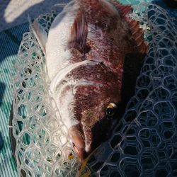 鷹王丸 釣果