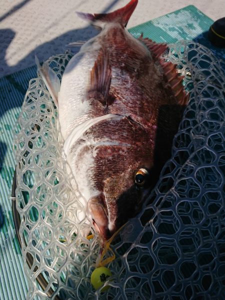 鷹王丸 釣果