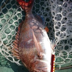 鷹王丸 釣果