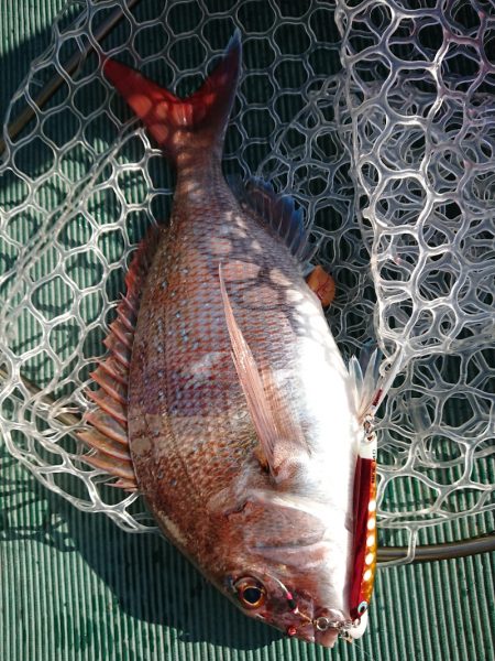 鷹王丸 釣果