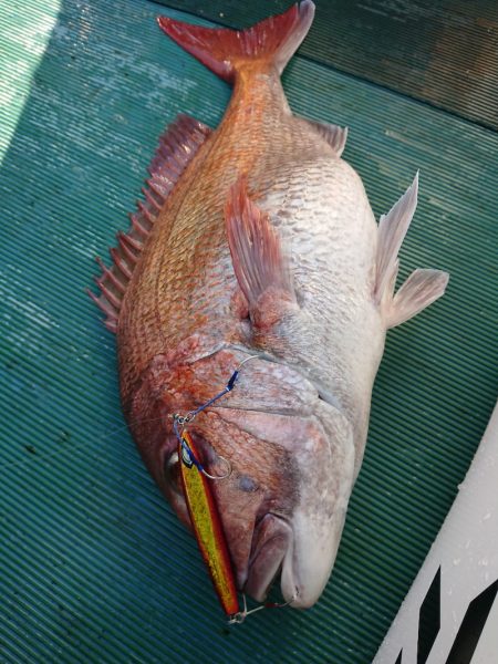 鷹王丸 釣果