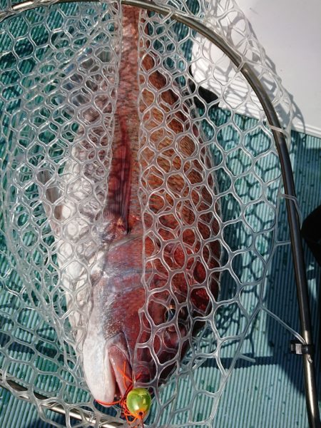 鷹王丸 釣果