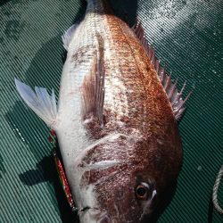 鷹王丸 釣果