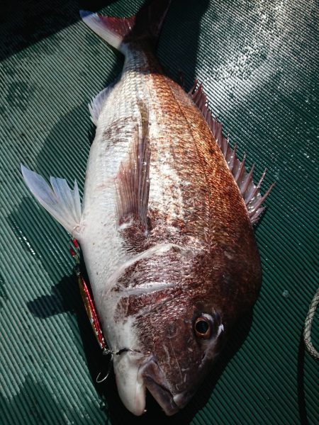 鷹王丸 釣果