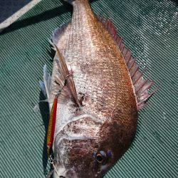 鷹王丸 釣果