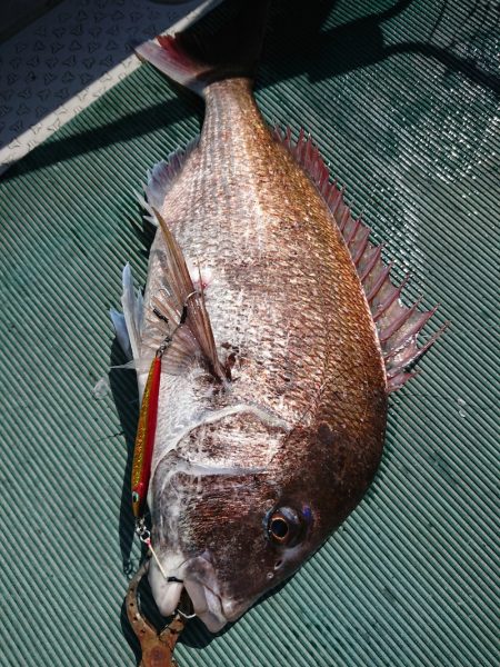 鷹王丸 釣果