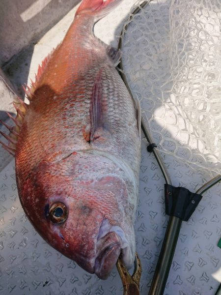 鷹王丸 釣果