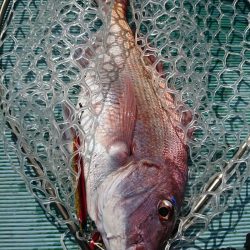 鷹王丸 釣果