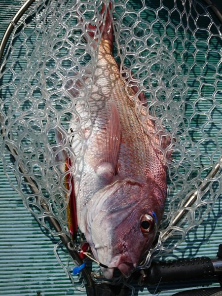 鷹王丸 釣果