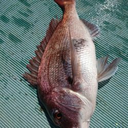 鷹王丸 釣果