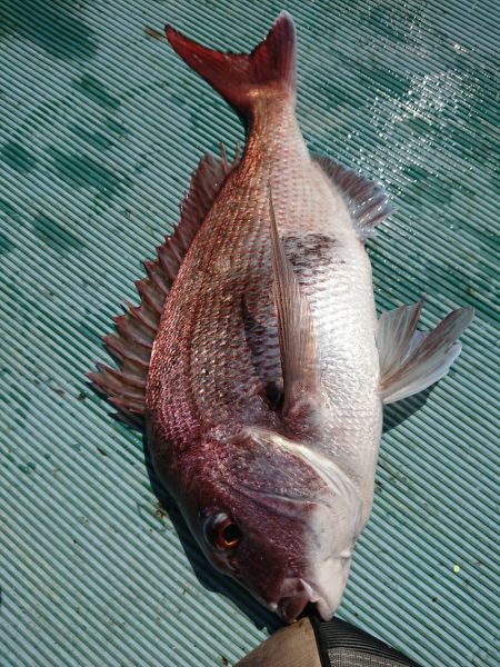 鷹王丸 釣果