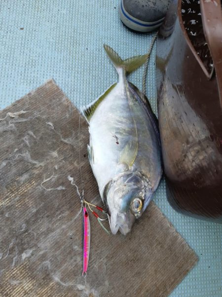 清和丸 釣果