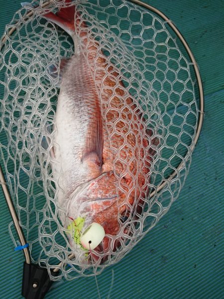 鷹王丸 釣果