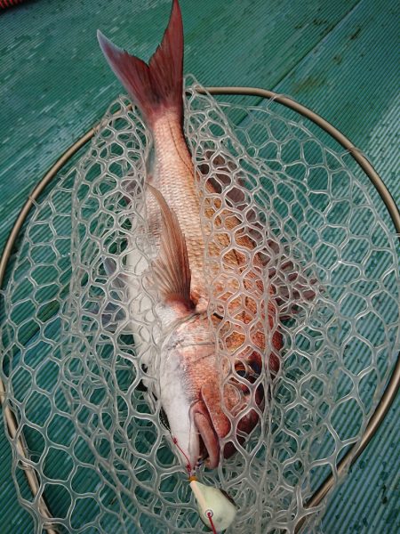 鷹王丸 釣果