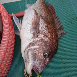 鷹王丸 釣果