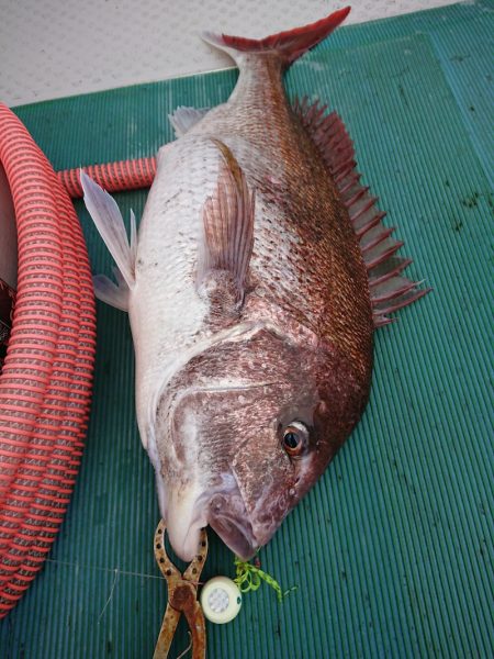 鷹王丸 釣果