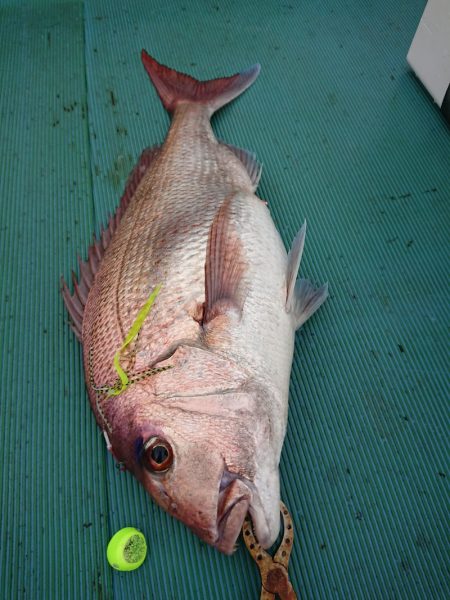 鷹王丸 釣果