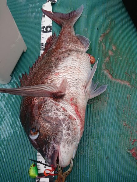 鷹王丸 釣果