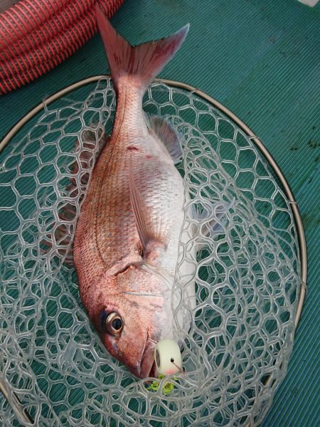 鷹王丸 釣果