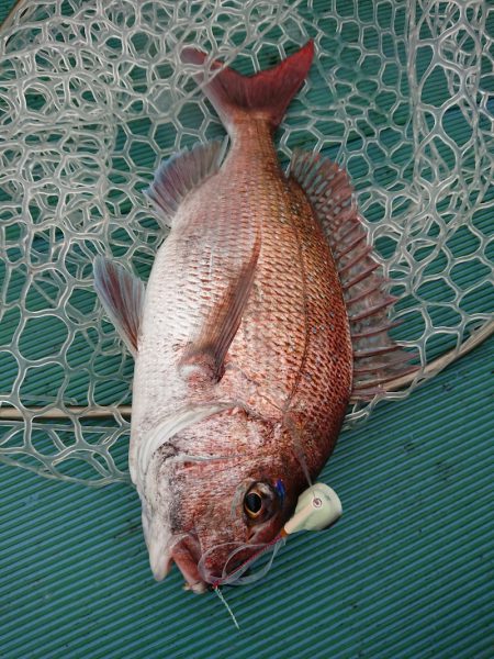 鷹王丸 釣果