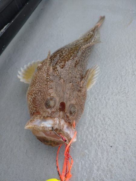 ありもと丸 釣果