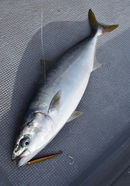 渡船屋たにぐち 釣果