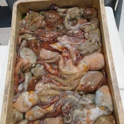 釣人家 釣果