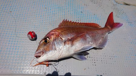 だて丸 釣果