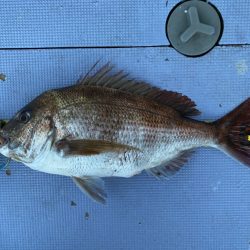 新幸丸 釣果