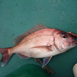 鷹王丸 釣果