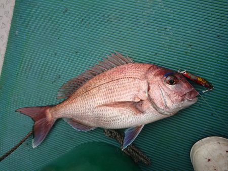 鷹王丸 釣果