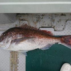 鷹王丸 釣果