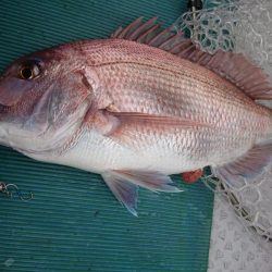 鷹王丸 釣果