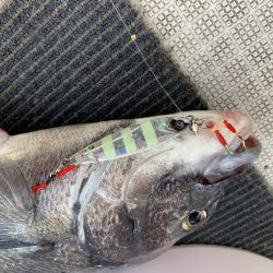 さくら丸 釣果