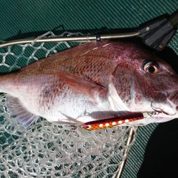 鷹王丸 釣果