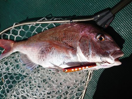 鷹王丸 釣果