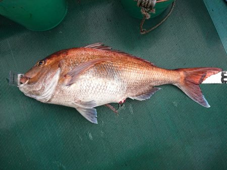 鷹王丸 釣果