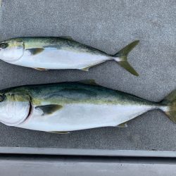 SeaRide(シーライド) 釣果