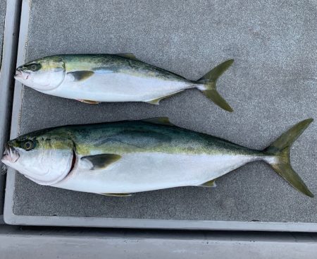 SeaRide(シーライド) 釣果