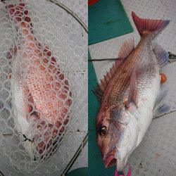 鷹王丸 釣果