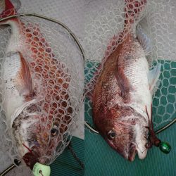 鷹王丸 釣果