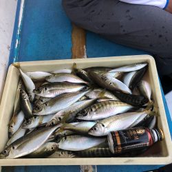 ヤザワ渡船 釣果