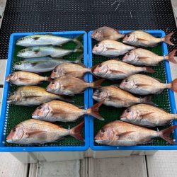 釣人家 釣果