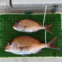 釣人家 釣果