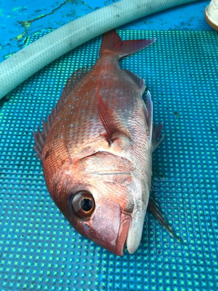 太平丸 釣果