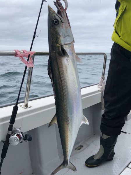 ビッグファイター 釣果