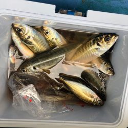 ヤザワ渡船 釣果