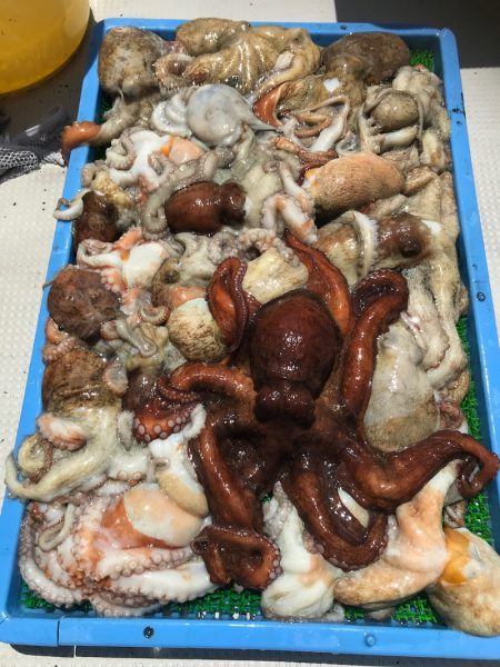 釣人家 釣果